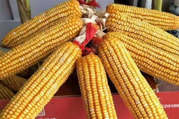黄淮海抗锈病的玉米新品种,有MY73、陕科6号等