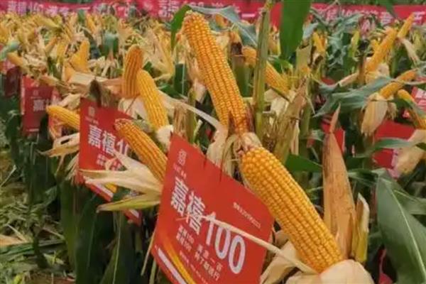 黄淮海抗锈病的玉米新品种,有MY73、陕科6号等