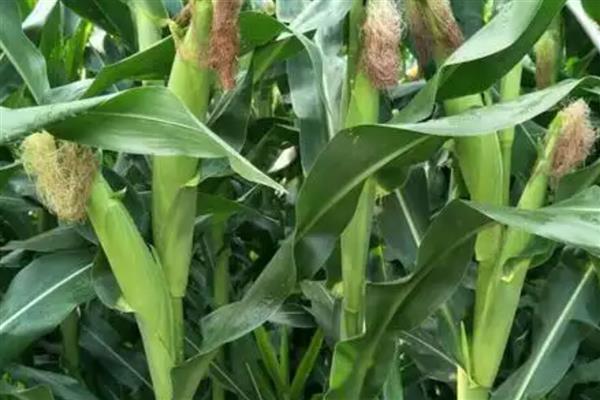 黄淮海抗锈病的玉米新品种,有MY73、陕科6号等