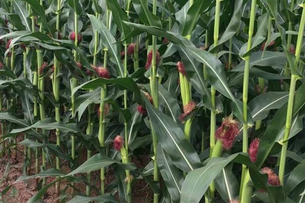 黄淮海抗锈病的玉米新品种,有MY73、陕科6号等