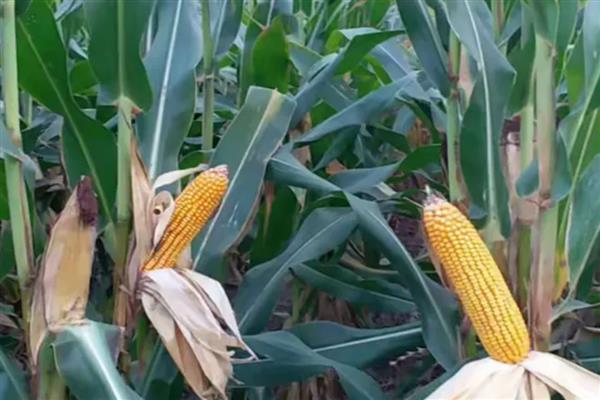 黄淮海抗锈病的玉米新品种,有MY73、陕科6号等