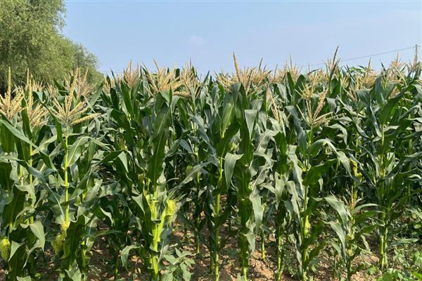 黄淮海抗锈病的玉米新品种,有MY73、陕科6号等
