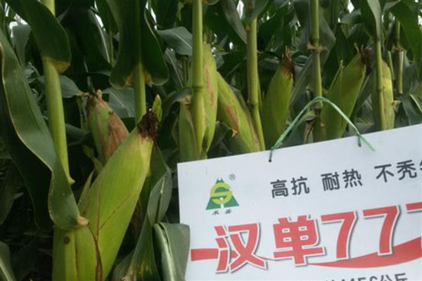 黄淮海抗锈病的玉米新品种,有MY73、陕科6号等