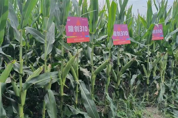 黄淮海抗锈病的玉米新品种,有MY73、陕科6号等
