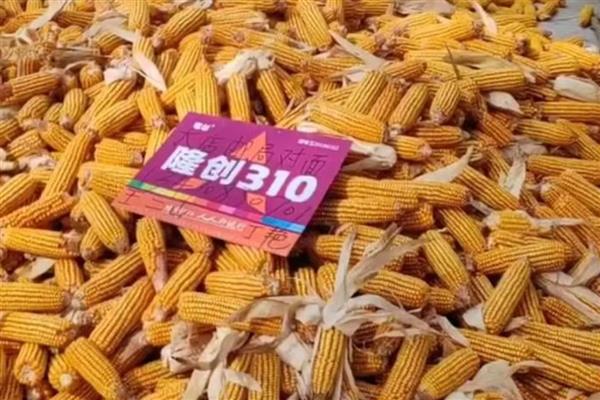 黄淮海抗锈病的玉米新品种,有MY73、陕科6号等