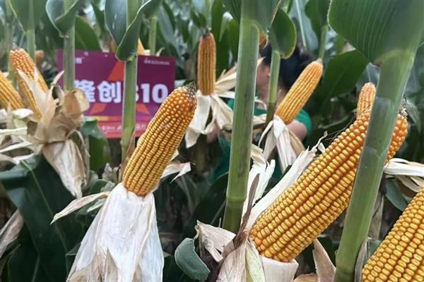 黄淮海抗锈病的玉米新品种,有MY73、陕科6号等