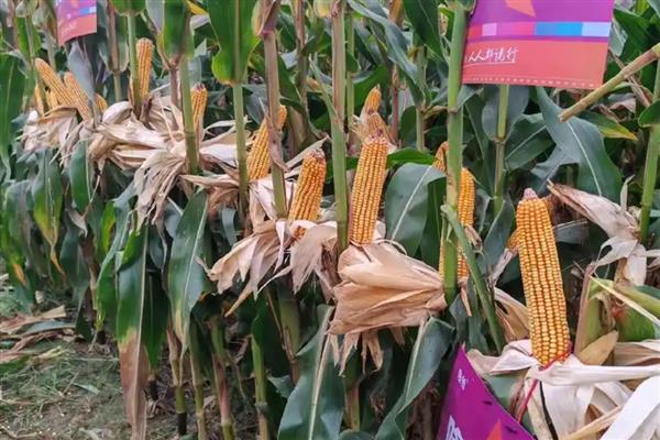 黄淮海抗锈病的玉米新品种,有MY73、陕科6号等