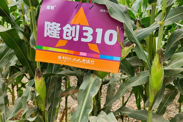 黄淮海抗锈病的玉米新品种,有MY73、陕科6号等