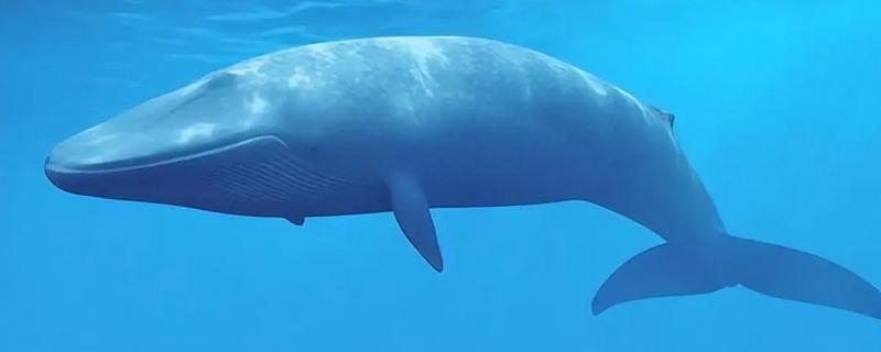 鲸鱼要不要换气,浅潜时每隔12-20秒换一次气