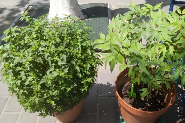 小木槿怎么修剪,生长期间将枝条剪短一半