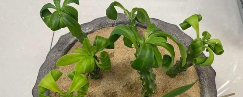 麒麟掌的繁殖方法，主要是以扦插为主