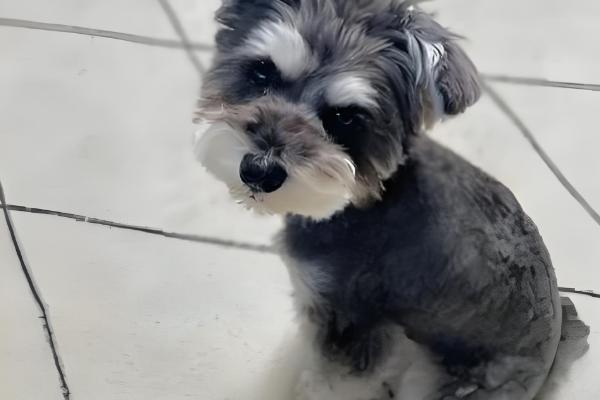 迷你雪纳瑞的急救措施，面对不同情况采取的措施不同