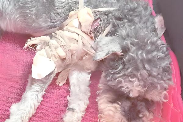 迷你雪纳瑞的急救措施，面对不同情况采取的措施不同