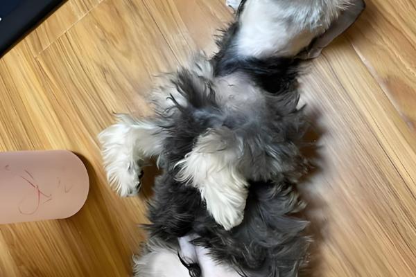 迷你雪纳瑞的急救措施，面对不同情况采取的措施不同