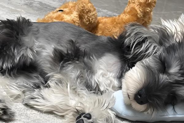 迷你雪纳瑞的急救措施，面对不同情况采取的措施不同