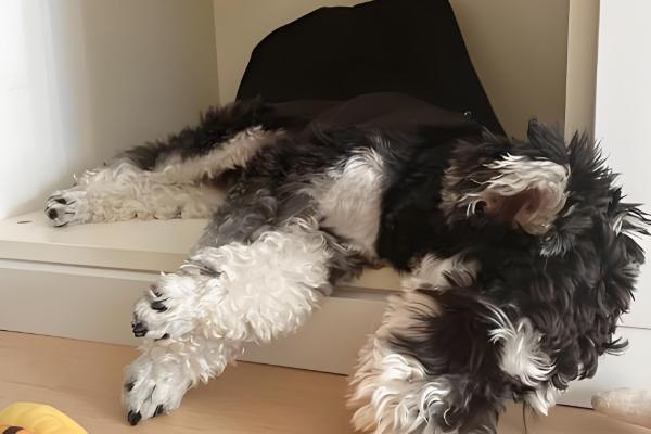 迷你雪纳瑞的急救措施，面对不同情况采取的措施不同