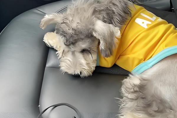 迷你雪纳瑞的急救措施，面对不同情况采取的措施不同