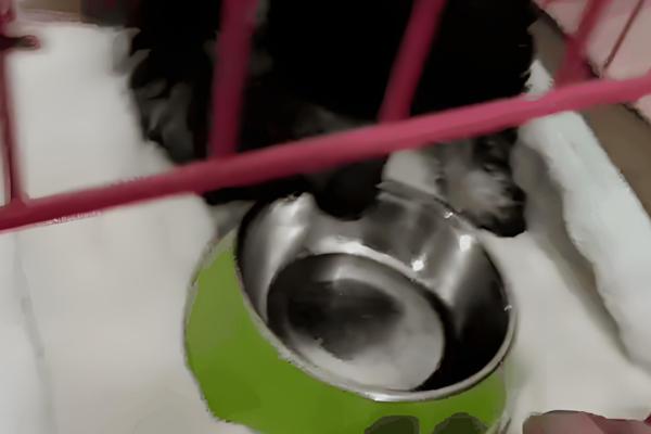 迷你雪纳瑞的急救措施，面对不同情况采取的措施不同