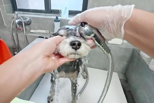 迷你雪纳瑞的急救措施，面对不同情况采取的措施不同