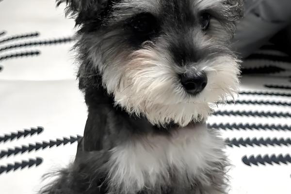 迷你雪纳瑞的急救措施，面对不同情况采取的措施不同