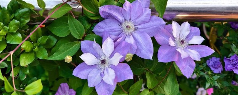 铁线莲是地栽好还是盆栽，地栽比较好