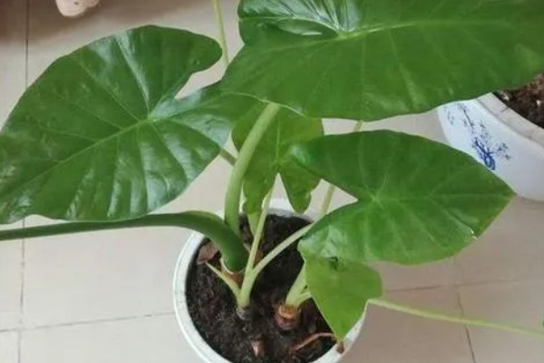 滴水观音是不是招财树,滴水观音不是招财树