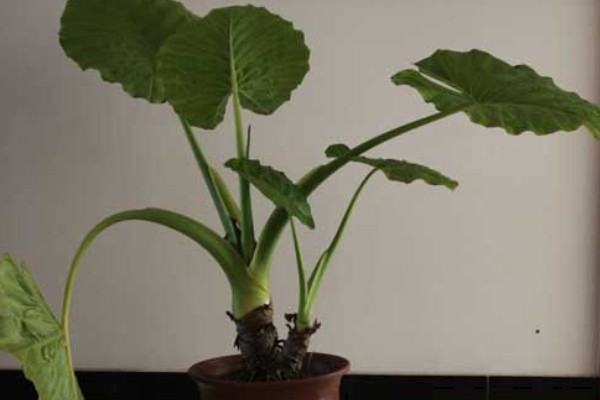 滴水观音是不是招财树,滴水观音不是招财树