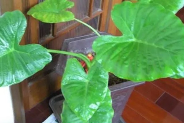 滴水观音是不是招财树,滴水观音不是招财树