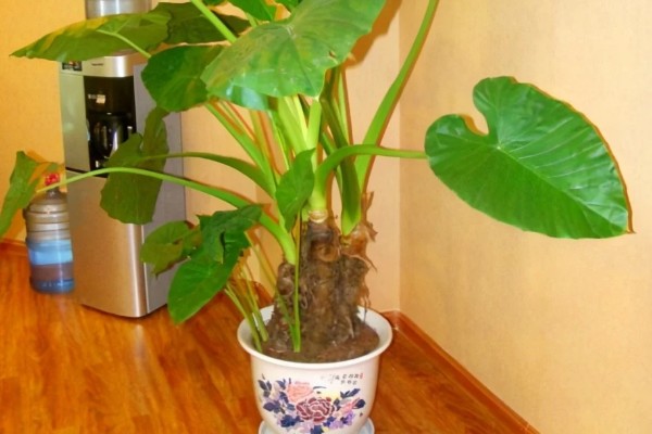 滴水观音是不是招财树,滴水观音不是招财树