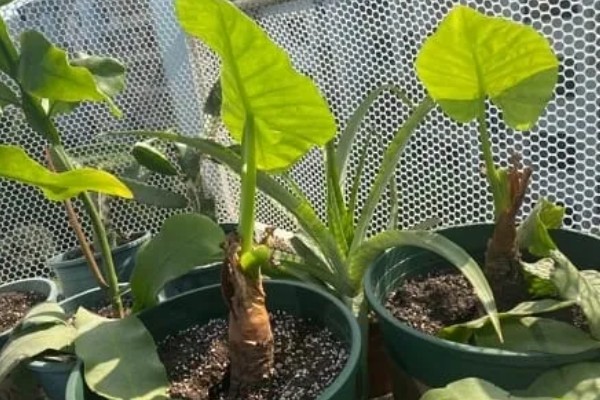 滴水观音是不是招财树,滴水观音不是招财树