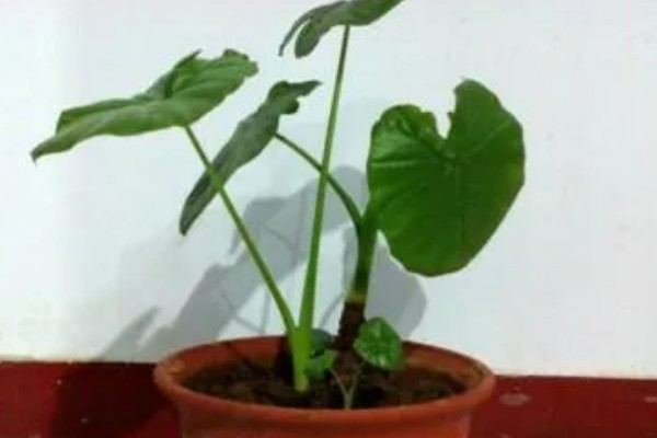 滴水观音是不是招财树,滴水观音不是招财树