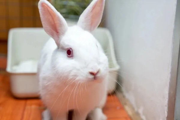兔子养到卧室可以吗，最好不要养在卧室