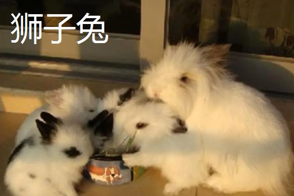 兔子养到卧室可以吗，最好不要养在卧室