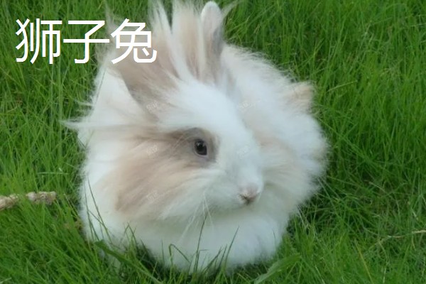 兔子养到卧室可以吗，最好不要养在卧室