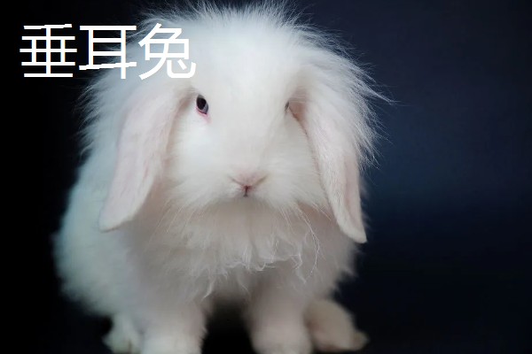 兔子养到卧室可以吗，最好不要养在卧室