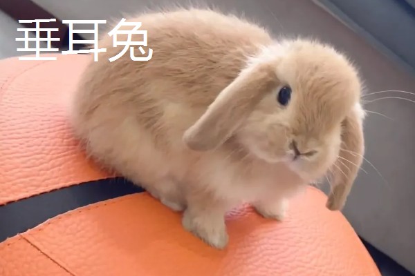 兔子养到卧室可以吗，最好不要养在卧室