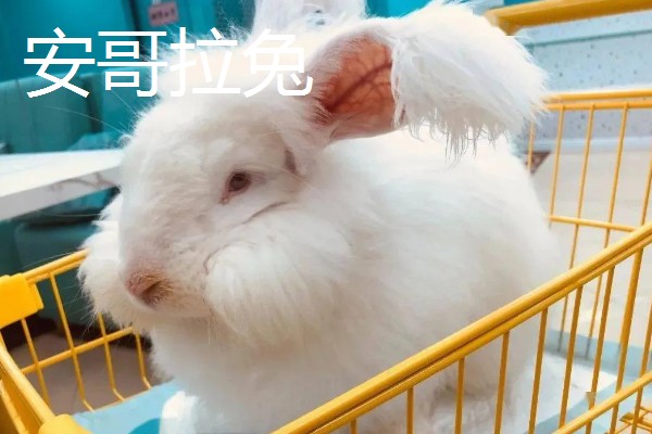 兔子养到卧室可以吗，最好不要养在卧室