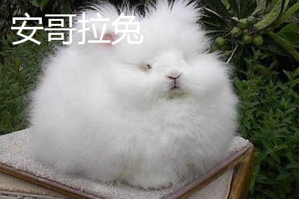 兔子养到卧室可以吗，最好不要养在卧室