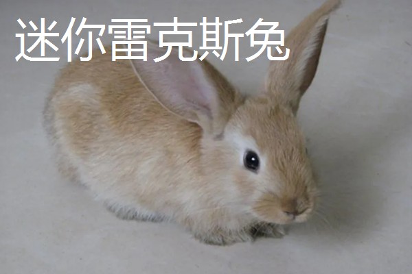 兔子养到卧室可以吗，最好不要养在卧室