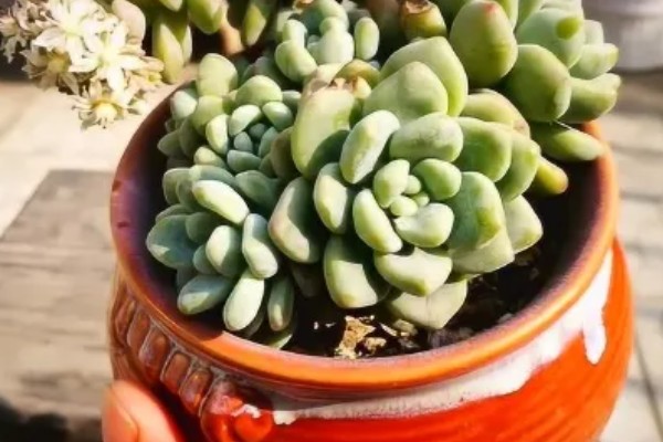 劳尔多肉怎么养殖，每隔10天左右浇一次水