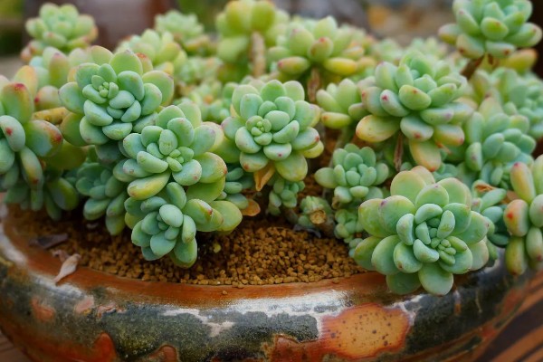 劳尔多肉怎么养殖，每隔10天左右浇一次水