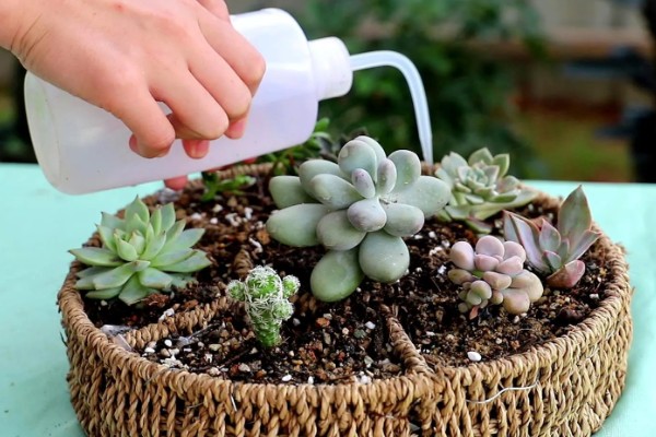 劳尔多肉怎么养殖，每隔10天左右浇一次水