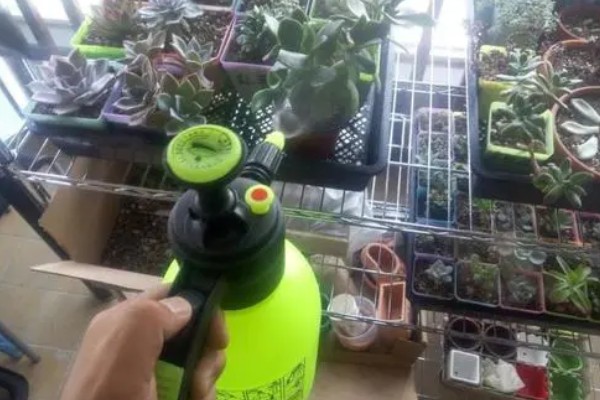 劳尔多肉怎么养殖，每隔10天左右浇一次水