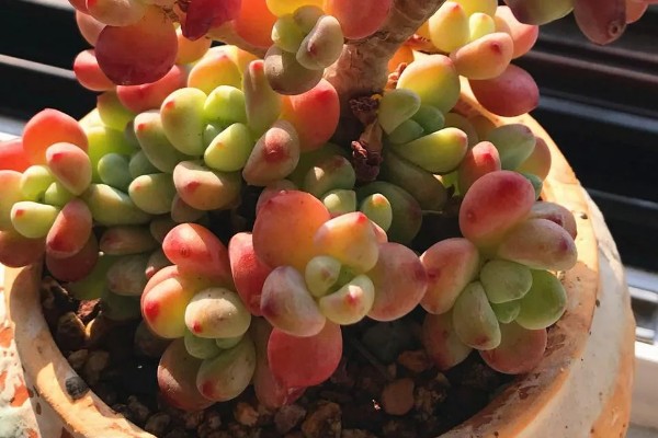 劳尔多肉怎么养殖，每隔10天左右浇一次水