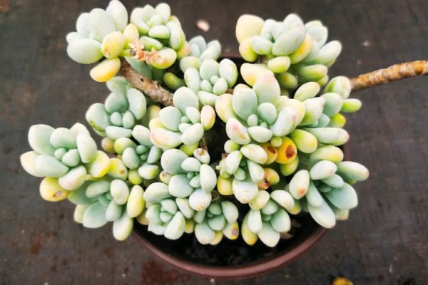 劳尔多肉怎么养殖，每隔10天左右浇一次水