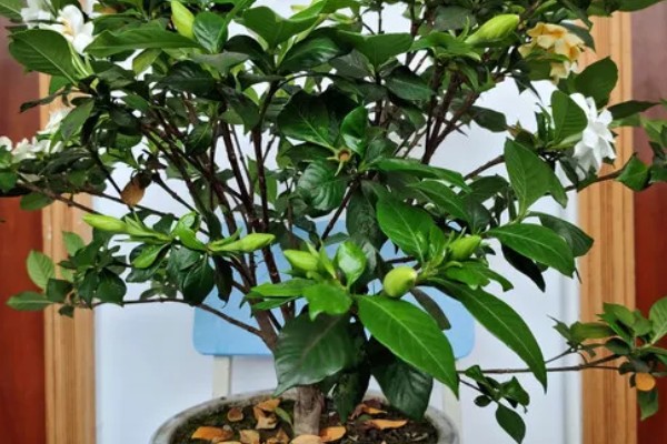 栀子花怕不怕晒,怕强光暴晒