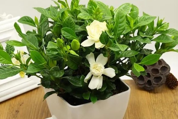 栀子花怕不怕晒,怕强光暴晒