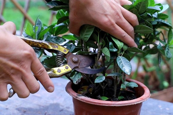 栀子花怕不怕晒,怕强光暴晒