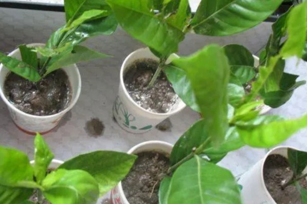 栀子花怕不怕晒,怕强光暴晒