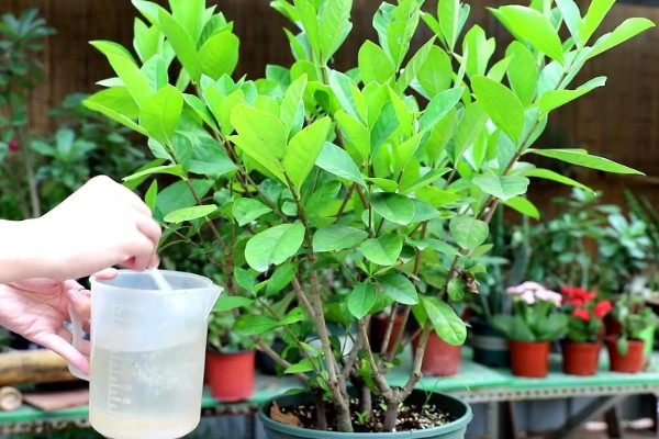 栀子花怕不怕晒,怕强光暴晒